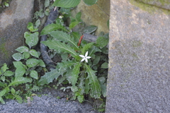 Hippobroma longiflora