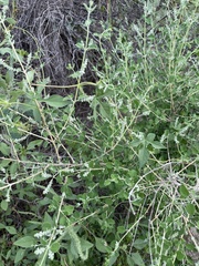 Aloysia