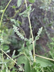 Aloysia