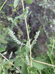 Aloysia