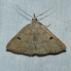 Chytolita morbidalis