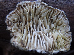 Trametes betulina