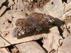 Erynnis horatius