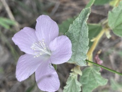 Hibiscus sturtii