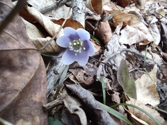 Hepatica