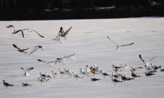 Larus argentatus