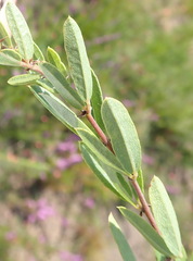 Rhynchosia ciliata