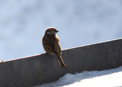 Passer montanus