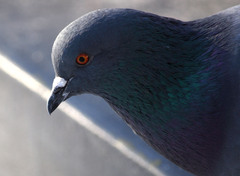 Columba livia domestica