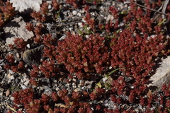 Sedum cespitosum
