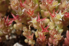 Sedum cespitosum