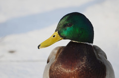 Anas platyrhynchos