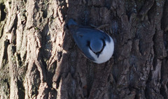 Sitta europaea