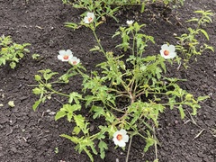 Hibiscus verdcourtii