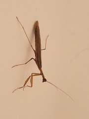 Musoniella