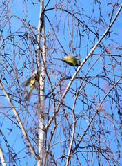 Cyanistes caeruleus
