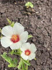 Hibiscus verdcourtii