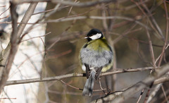 Parus major