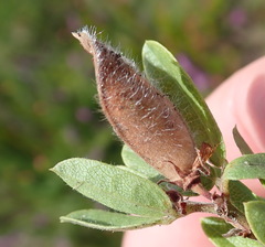 Rhynchosia ciliata