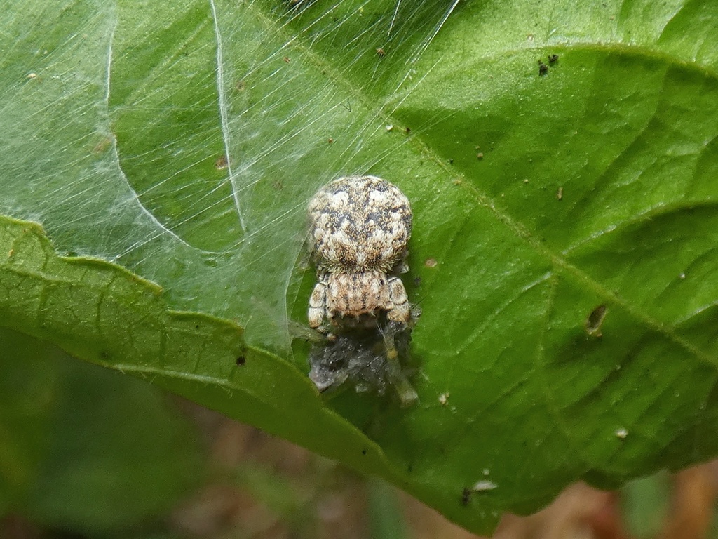 jumping spiders