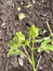 Hibiscus verdcourtii