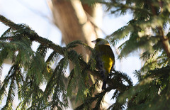 Chloris chloris