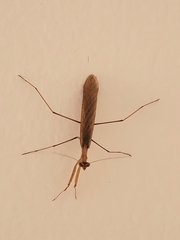 Musoniella