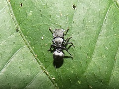 Cephalotes basalis