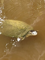 Trachemys decussata