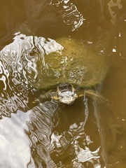 Trachemys decussata