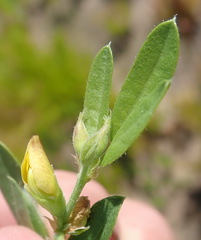 Rhynchosia ciliata