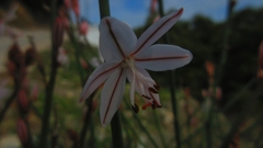 Asphodelus fistulosus