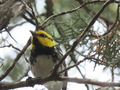 Setophaga chrysoparia