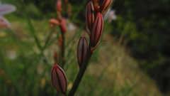 Asphodelus fistulosus