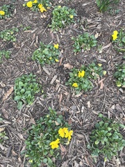 Stylophorum diphyllum