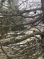Junco hyemalis
