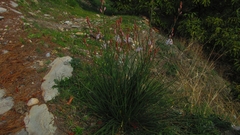 Asphodelus fistulosus