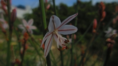 Asphodelus fistulosus