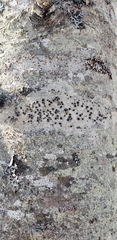 Lecanora circumborealis