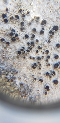 Lecanora circumborealis