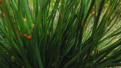 Asphodelus fistulosus
