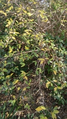 Lonicera fragrantissima
