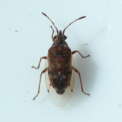 Kleidocerys resedae
