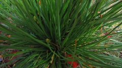 Asphodelus fistulosus