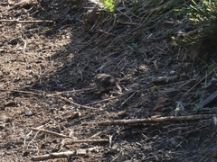 Microtus lusitanicus