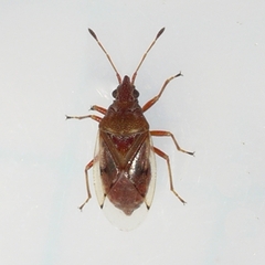 Kleidocerys resedae