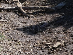 Microtus lusitanicus