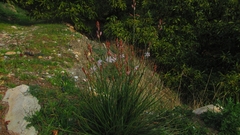 Asphodelus fistulosus