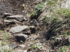 Microtus lusitanicus