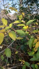 Lonicera fragrantissima